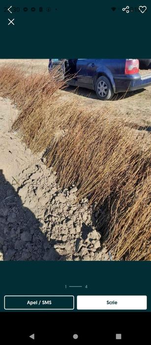 puieti forestieri salcâm frasin plop mesteacăn Tei carpen fag ulm arin