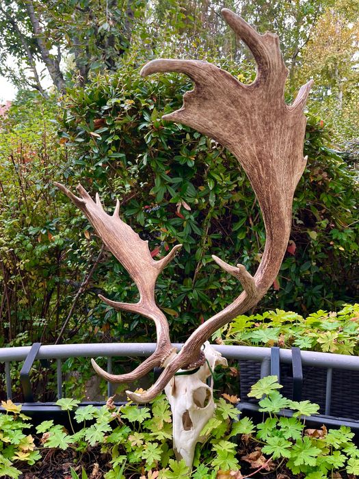 Златен медалист трофей от Елен лопатар