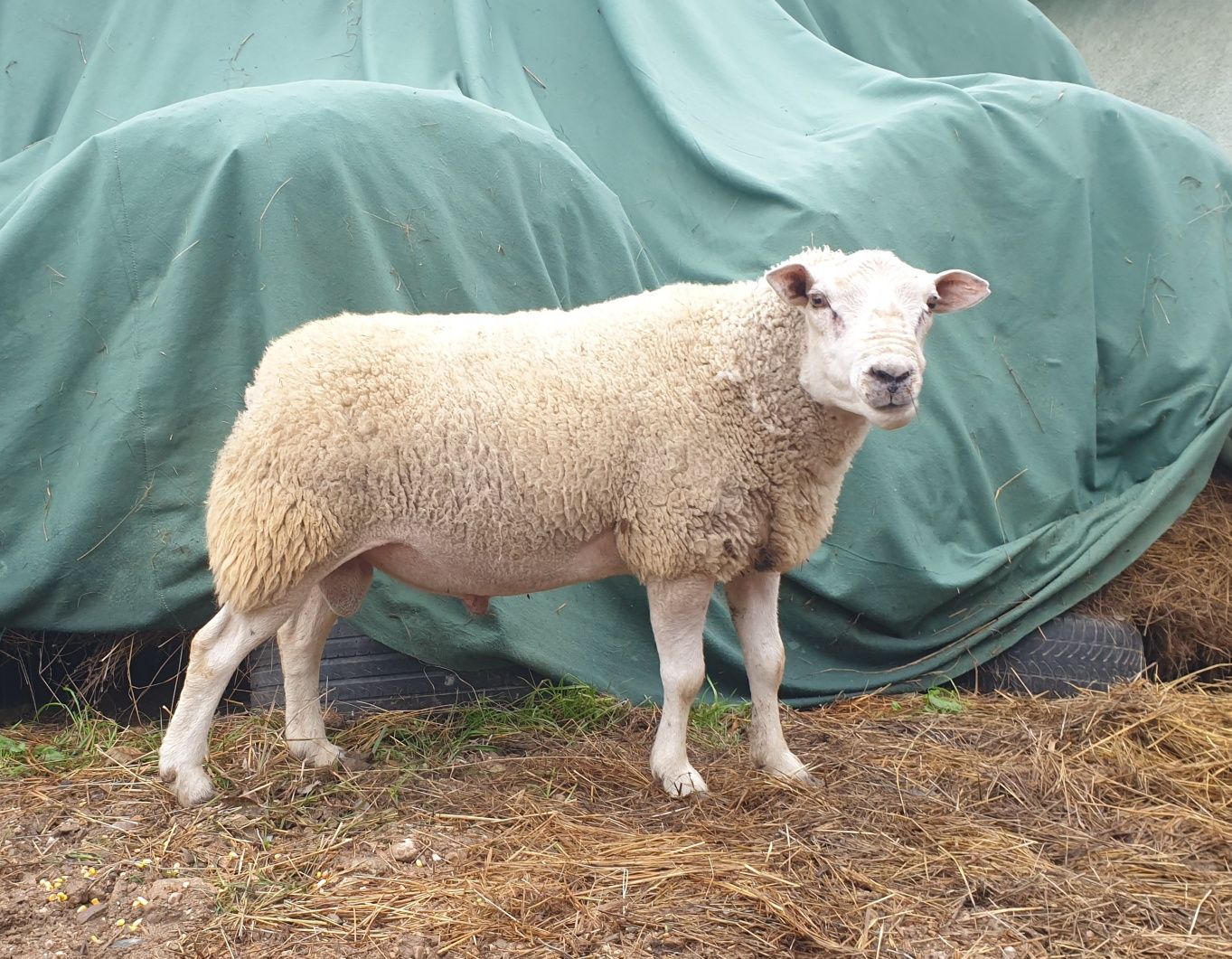 Vând berbec texel