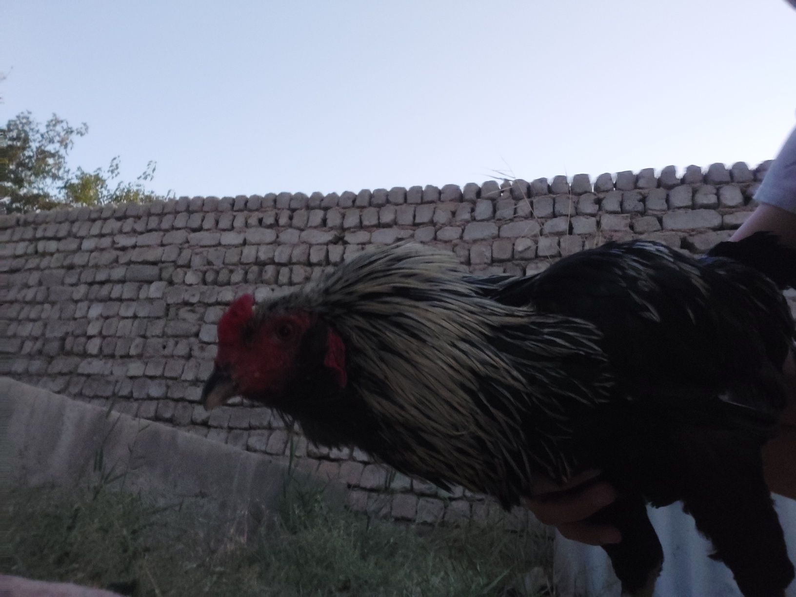 Chatishgan xo‘roz.
 oyog‘i patli
 chiroyli kurinadi
Kelishamiz.
908763