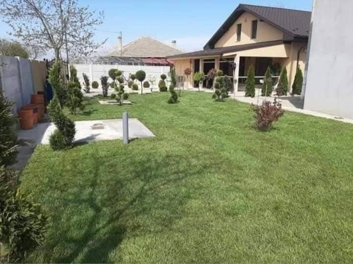 Piatră naturală de munte și plante ornamentale