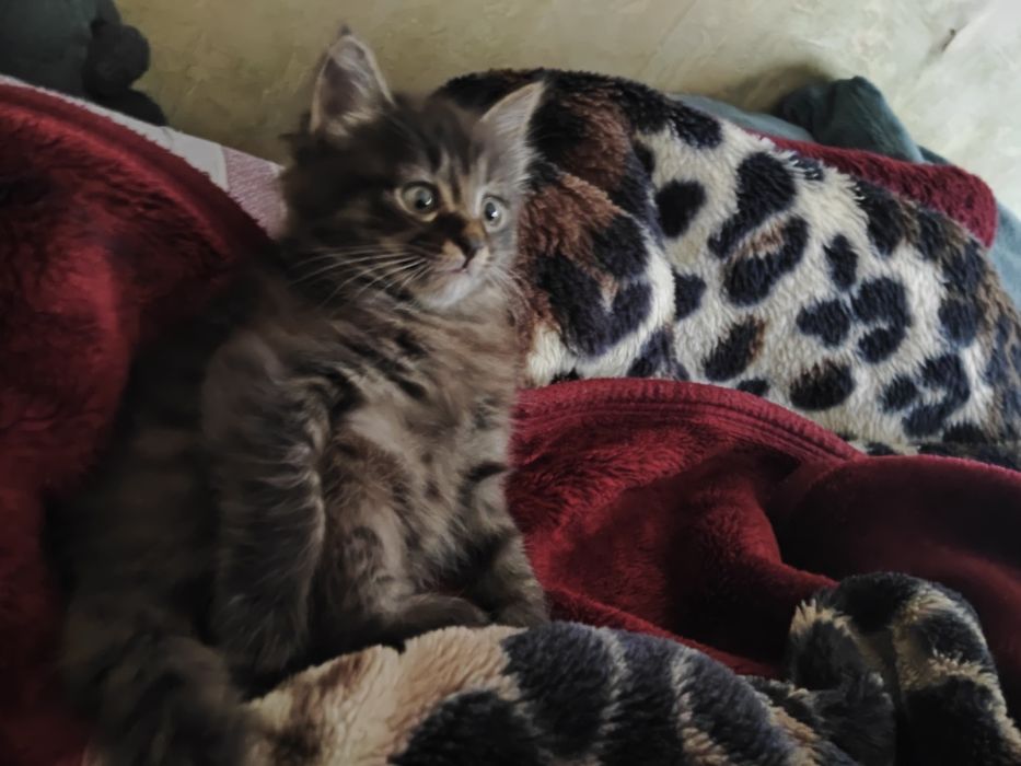 Котята даром, в хорошие руки, без доставки.