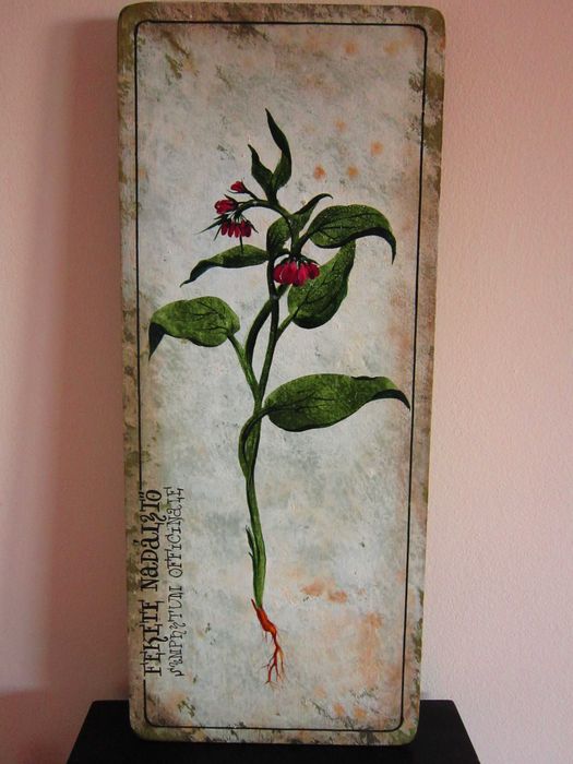 cadou deosebit botanic superb Symphytum officinale - Tataneasa