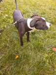 Amstaff Terrier, mascul 5 Luni