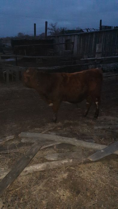 Бычок на продаже,ешё есть тёлка полтарашка