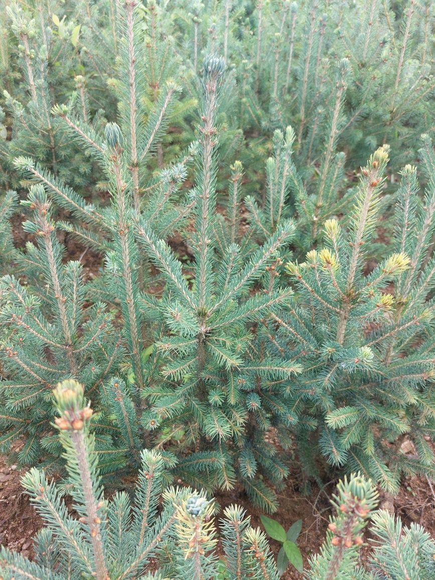 Puieti molid canadian argintiu- Picea glauca-cu conuri