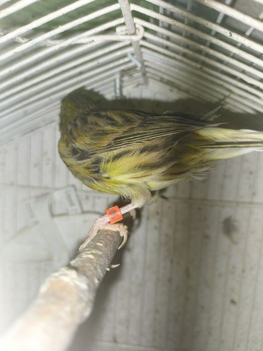 Timbrado Espanyol FEMELE Canar