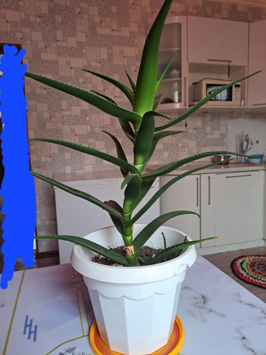 Комнатное растение