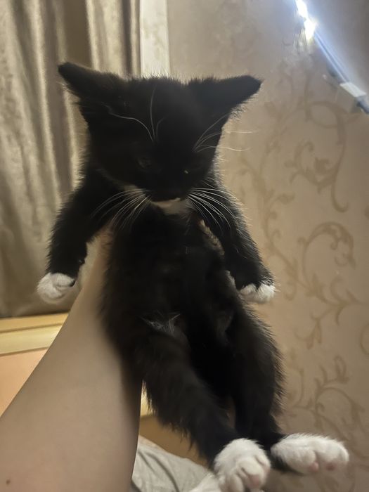 отдам котенка , ласковую добрую,