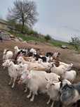 Vând 50 de capre și 30 de iezi