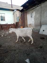 Продам молочною козу
