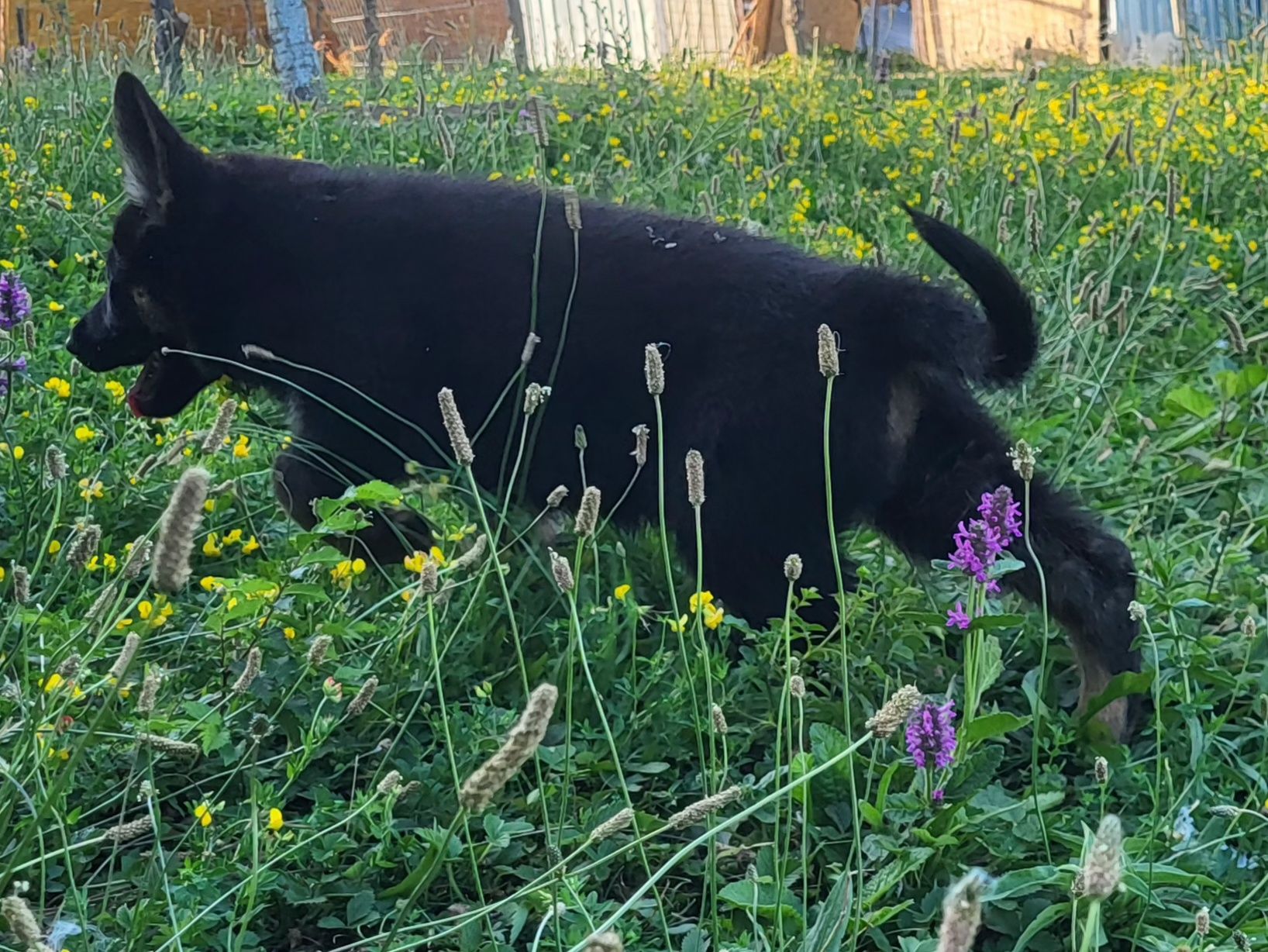 Ciobanesc german linie de lucru cu pedigree