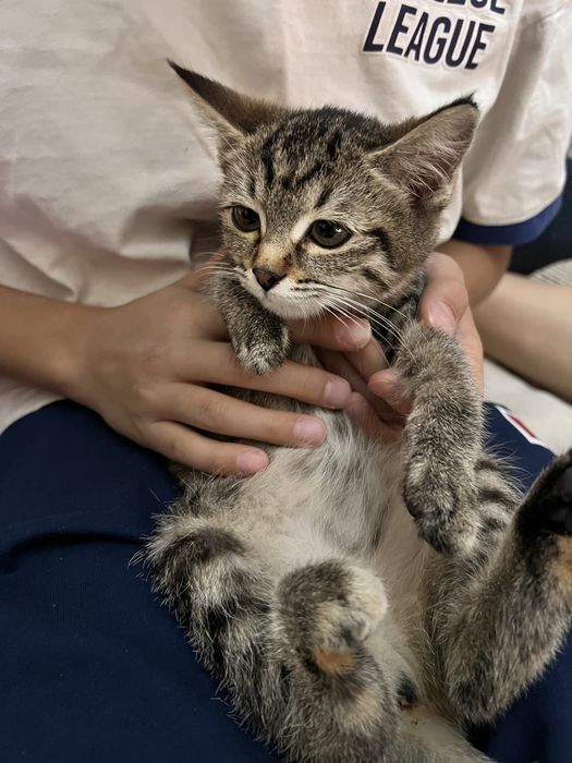 Отдам котенка 2-3 месяца девочка