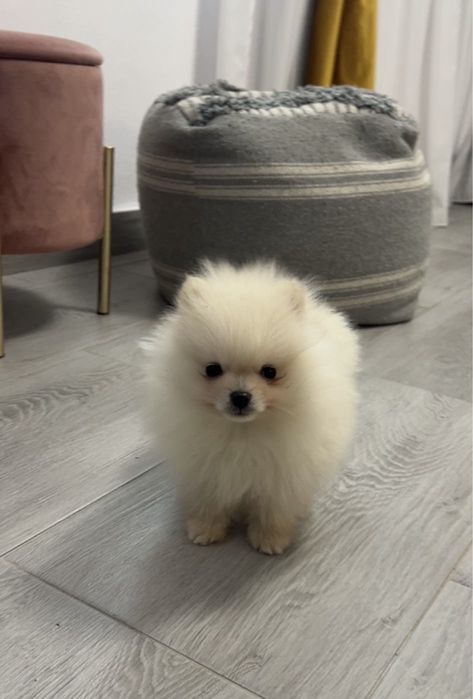 Puiut de Pomeranian