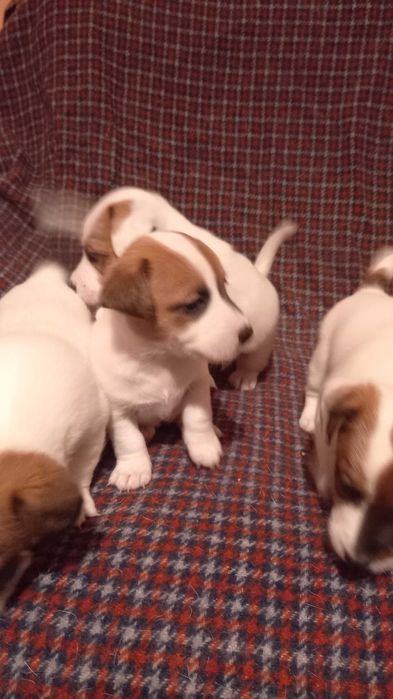 Малки кученца Джак Ръсел