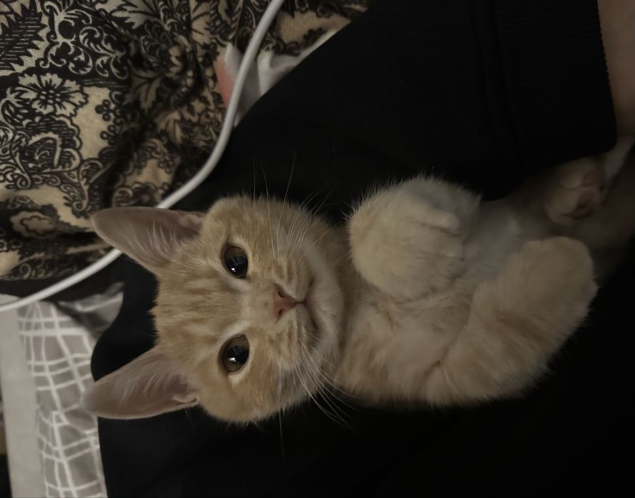 Котенок в добрые руки