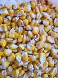 Продам зерно кукурузы