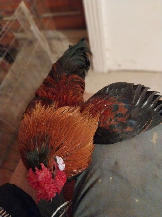 Япон хороз ва товуклар сотилади