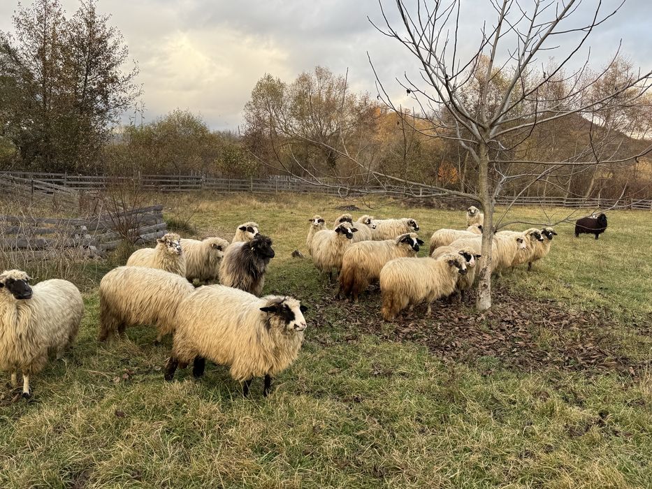 Vand miori si stramiori 18 breze si oacheșe