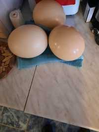 Vând ouă Strut pentru consum și incubare