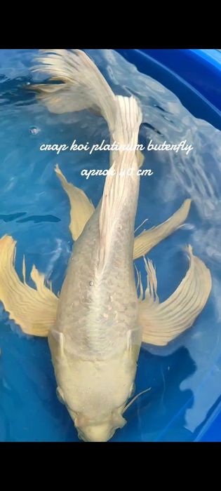 Crapi koi buterfly, standard si long fin