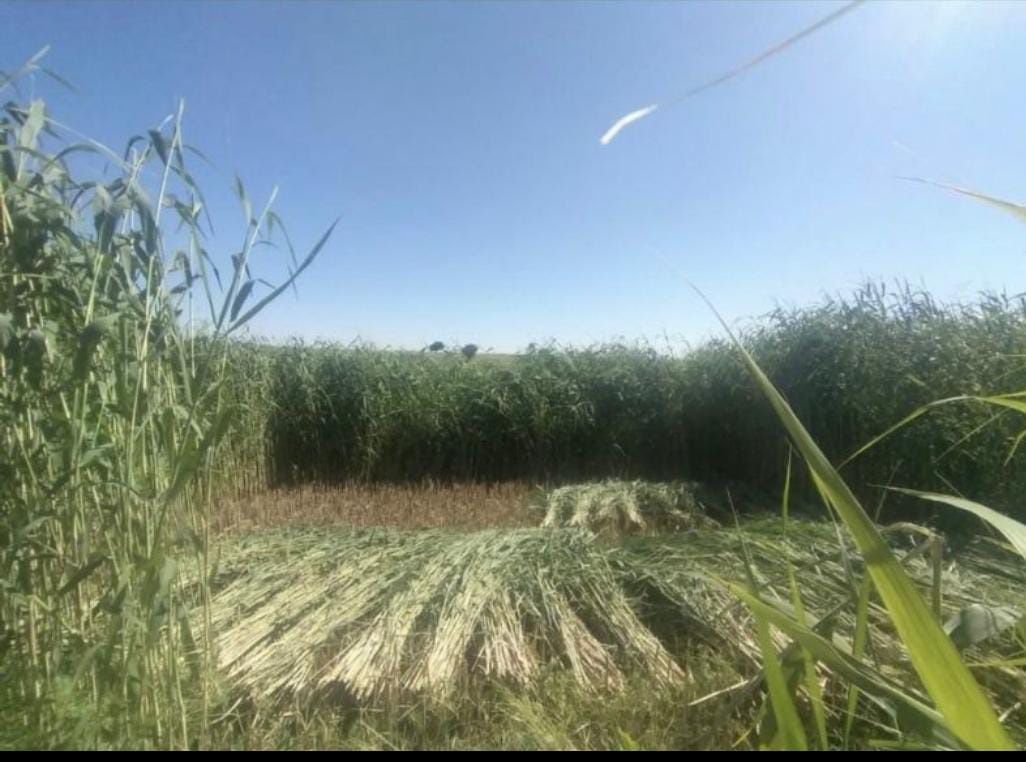 Қамыс бар Шымкент