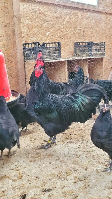 Cocoș Australorp