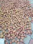Продам домашнюю картошку