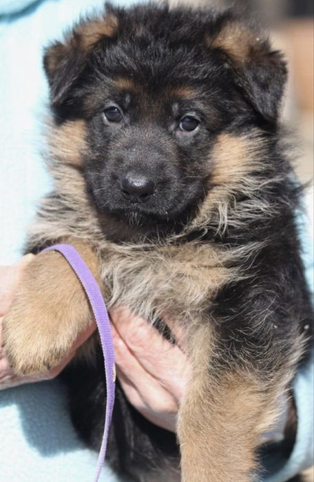 Fetita ciobanesc german