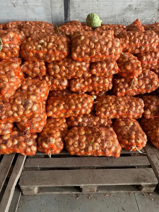 Ceapa romaneasca plată