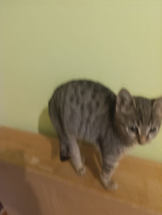 Малко коте на два месеца