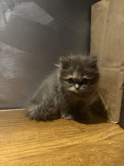 Продаются котята скотиш