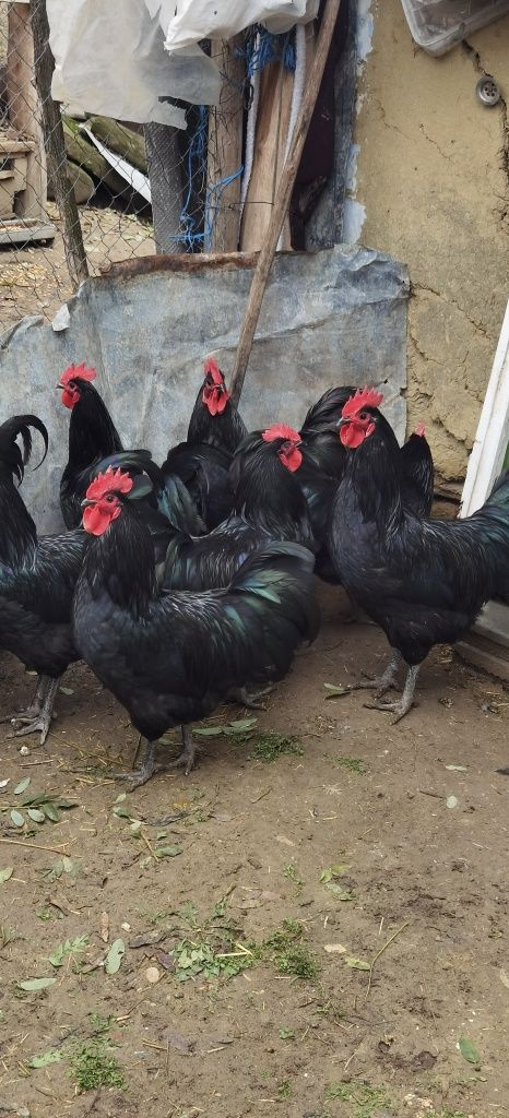 Disponibili cocoși Australorp