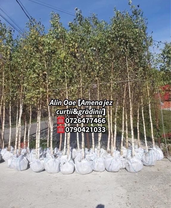 Mesteacn arbore decorativ calitate superioara