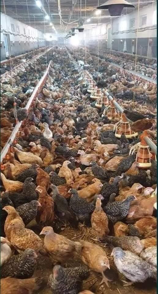 Vand pui rasă mixt