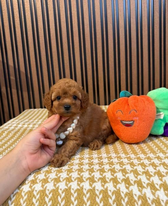 Готовятся,к продажи щенки мальтипу