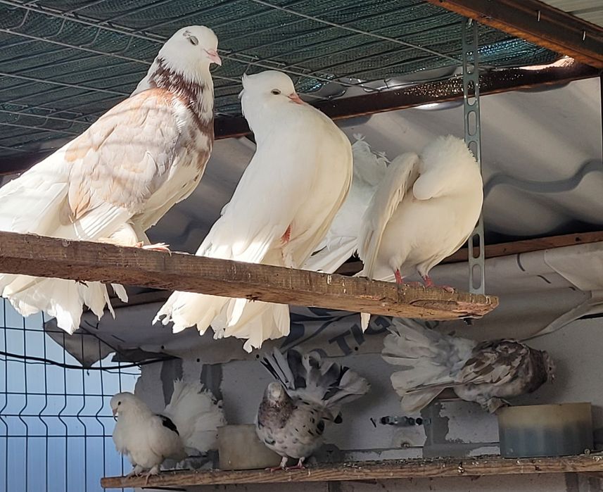 Porumbei voltați și  voltați indieni