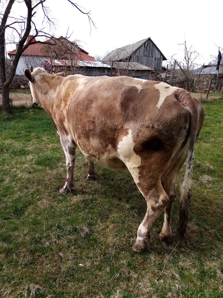 Vaca brun austriaca rasa pura