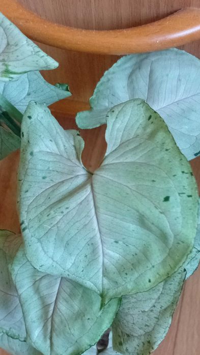 Продам сингониумы