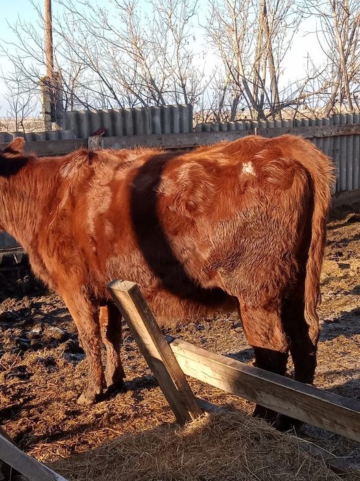 Согым, кысыр сиыр мен кашар сатам