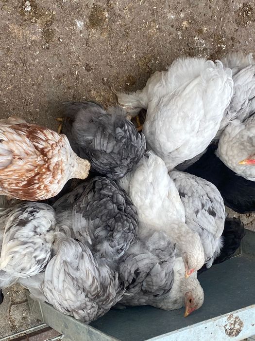 Pui de găină Brahma