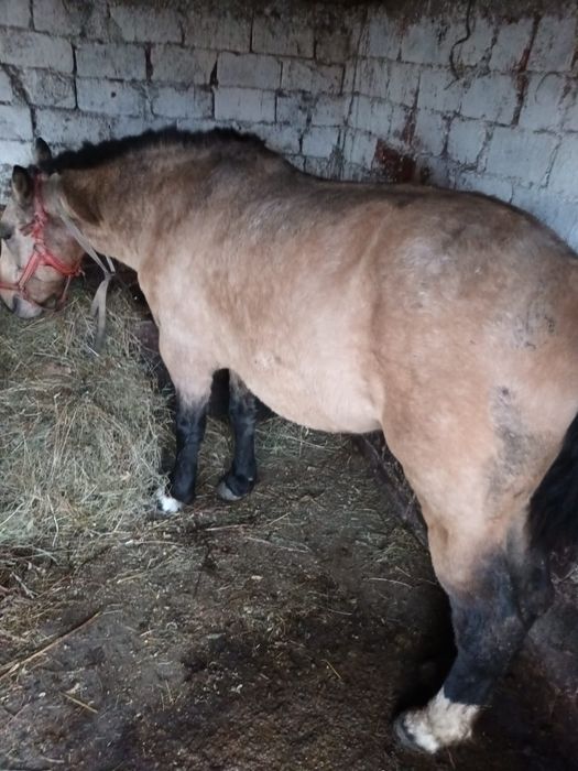 Iapa de vânzare buna la căruță