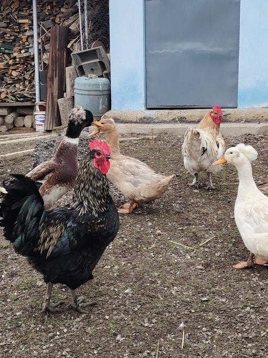 Vând 2 cocoși țărănești