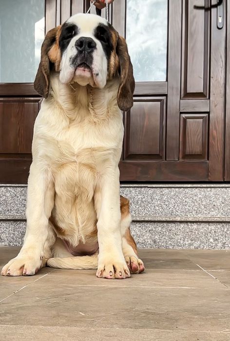 Femela Saint Bernard cu Pedigree