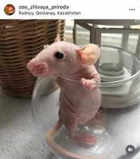 Крысы Дамбо, сфинкс, крысята в Зоомагазине «Живая природа»