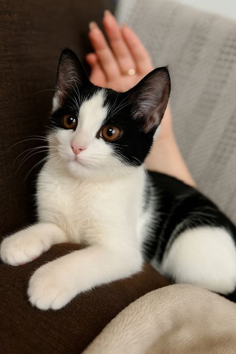 Котенок ищет дом!