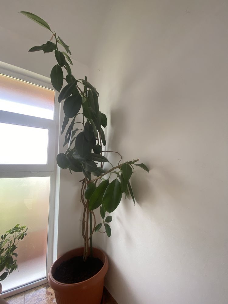 Vand floare ficus