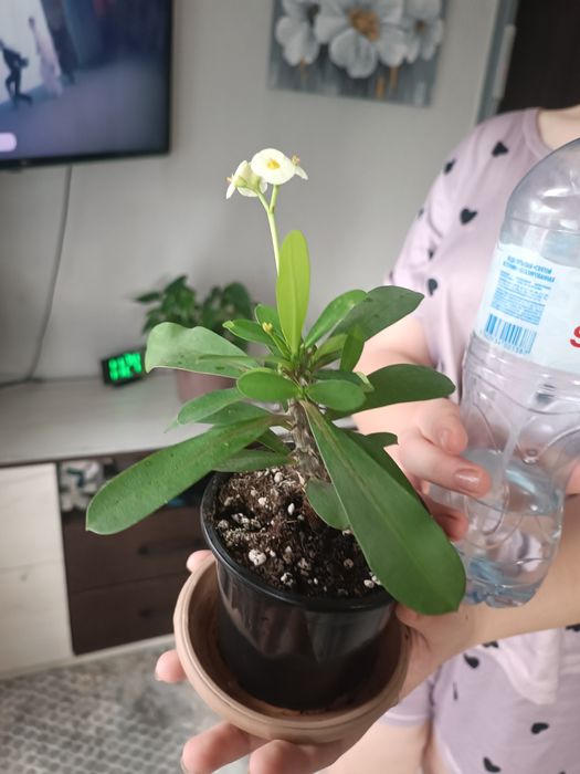 Продам Молочай Миля