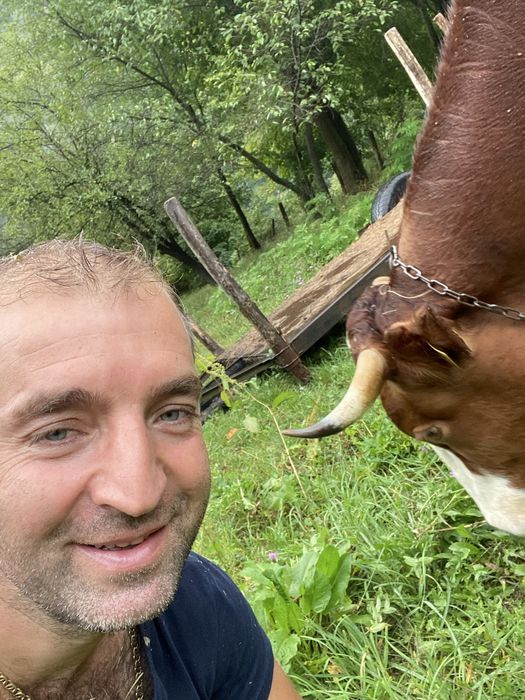 Vand vaca baltata romaneasca are trei fatari