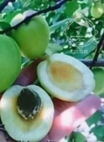 Pomi fructiferi deosebiti  cais alb soiul Merunka